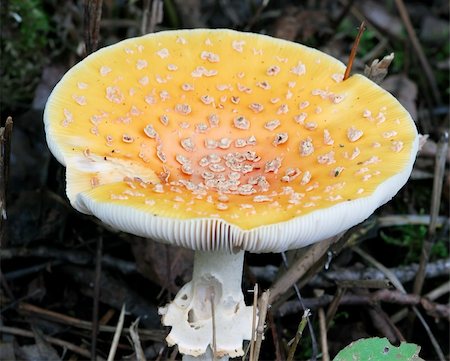 simsearch:400-04370801,k - A close-up picture of a wild orange mushroom Foto de stock - Super Valor sin royalties y Suscripción, Código: 400-03932274