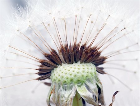 Extreme close-up of a dandelion in full bloom Foto de stock - Super Valor sin royalties y Suscripción, Código: 400-03932277
