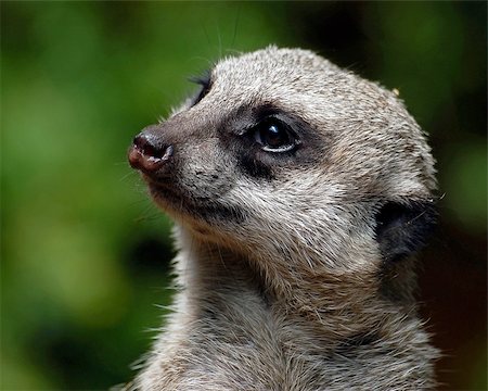 simsearch:400-05233768,k - A close-up portrait of a Meerkat Stock Photo - Budget Royalty-Free & Subscription, Code: 400-03932271