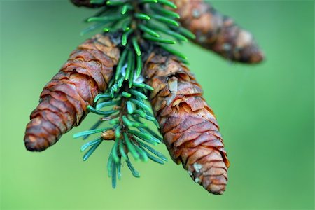 A close-up picture of some cones on their branch Foto de stock - Super Valor sin royalties y Suscripción, Código: 400-03932345