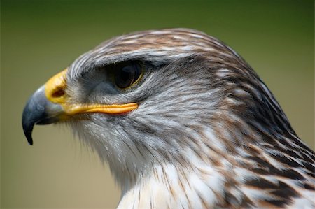 Close-up portrait of a Hawk with a green backgroung Stockbilder - Microstock & Abonnement, Bildnummer: 400-03932355