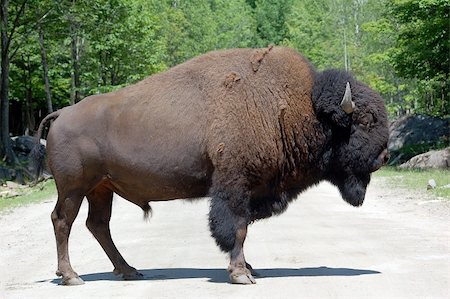 Picture of a mature Bison standing on a road Stock Photo - Budget Royalty-Free & Subscription, Code: 400-03932353