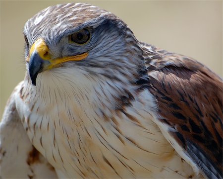 simsearch:400-04773433,k - Close-up portrait of a Hawk with a tan backgroung Fotografie stock - Microstock e Abbonamento, Codice: 400-03932417