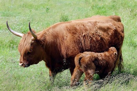 simsearch:400-03957687,k - A portrait of a young brown beef with it's mother Photographie de stock - Aubaine LD & Abonnement, Code: 400-03932418