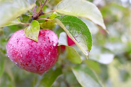 simsearch:659-07739607,k - Deep purple autumn apple Stock Photo - Budget Royalty-Free & Subscription, Code: 400-03932468