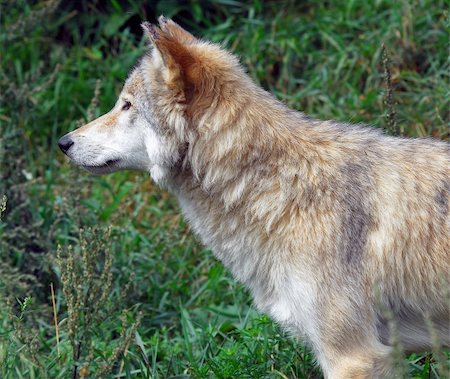 Close-up portrait of a wolf standing sideways Foto de stock - Super Valor sin royalties y Suscripción, Código: 400-03932516