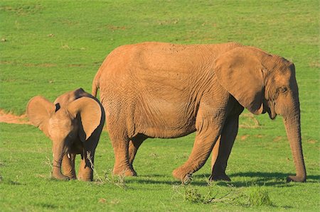 simsearch:400-04315148,k - Mother and Baby Elephant Stock Photo - Budget Royalty-Free & Subscription, Code: 400-03932557