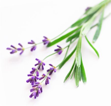 Sprigs of lavender isolated on white background Stock Photo - Budget Royalty-Free & Subscription, Code: 400-03932598