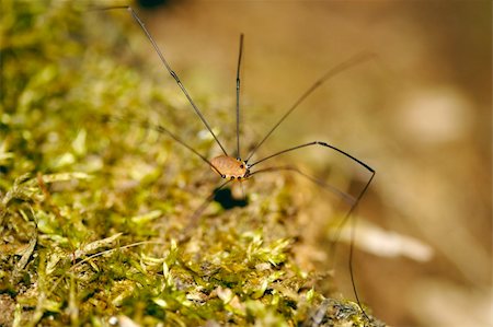 ravivora (artist) - A Daddy Long Leg spider walking on moss. Photographie de stock - Aubaine LD & Abonnement, Code: 400-03932645