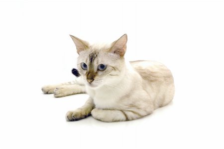 simsearch:700-05389498,k - Isolated white bengal cat Foto de stock - Super Valor sin royalties y Suscripción, Código: 400-03932658