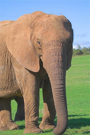 simsearch:400-04450374,k - Female Elephant Foto de stock - Royalty-Free Super Valor e Assinatura, Número: 400-03932676