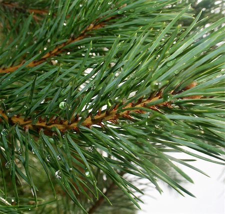 flyfishka (artist) - Needles of a pine with drops of a rain Stockbilder - Microstock & Abonnement, Bildnummer: 400-03932685