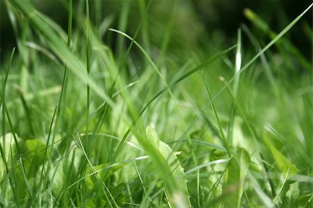 Summer, rest, green dense grass, the sun. Foto de stock - Super Valor sin royalties y Suscripción, Código: 400-03932727