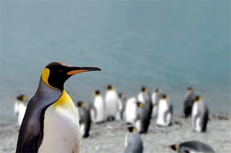 King penguin (Aptenodytes patagonicus) at the beach in South georgia an island close to Antarctica Stock Photo - Budget Royalty-Free & Subscription, Code: 400-03933063