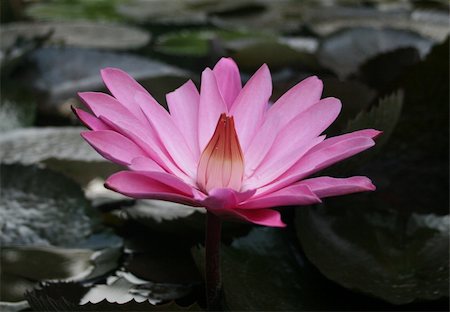 simsearch:689-03124197,k - The blooming of lotus flower with the background of green leaves Photographie de stock - Aubaine LD & Abonnement, Code: 400-03933155