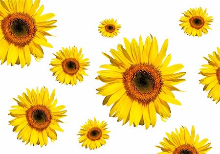 simsearch:6102-03905562,k - Sunflowers in full bloom, against a white background. Photographie de stock - Aubaine LD & Abonnement, Code: 400-03933197