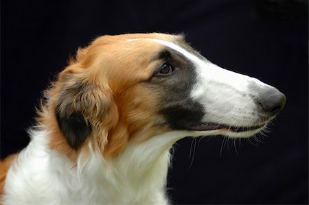 A beautiful Borzoi hound dog head profile portrait with alert expression in the face watching other dogs Photographie de stock - Aubaine LD & Abonnement, Code: 400-03933385