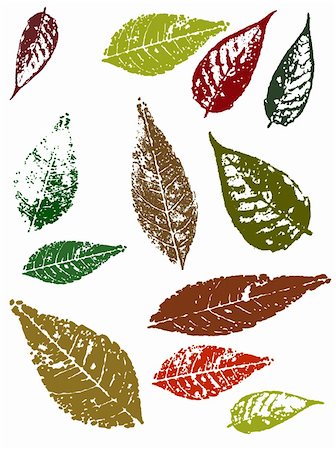 simsearch:400-07827769,k - A selection of Autumn leaves Foto de stock - Super Valor sin royalties y Suscripción, Código: 400-03933641