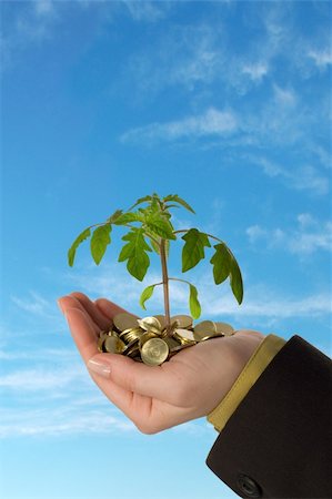 simsearch:614-00398864,k - Small plant sprouting from a pile of golden coins held in a hand, against blue skies - concept for business, innovation, growth, new ideas and money Stock Photo - Budget Royalty-Free & Subscription, Code: 400-03933696