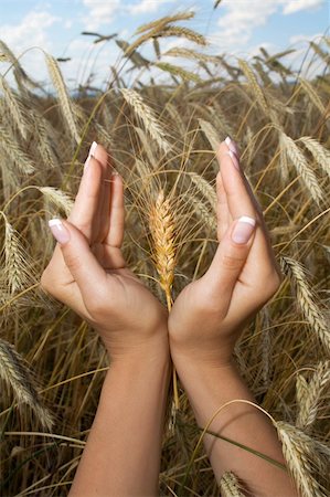 Woman hands holding corns against a wheat field - low perspective - thanksgiving concept Photographie de stock - Aubaine LD & Abonnement, Code: 400-03933773