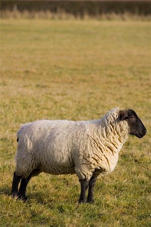 french cheese people - A profile shot of a black faced sheep in an English field Stock Photo - Budget Royalty-Free & Subscription, Code: 400-03944112