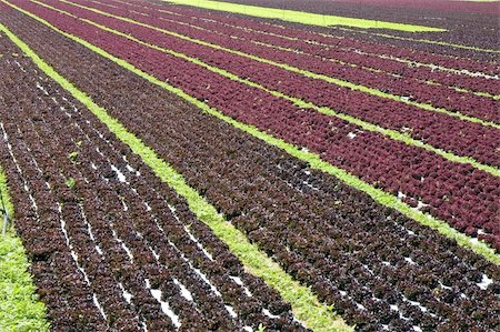 simsearch:400-07480530,k - Rows of red lettuce in a farm Stock Photo - Budget Royalty-Free & Subscription, Code: 400-03944113