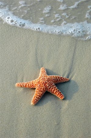 simsearch:400-03916547,k - Starfish on sand with crashing wave in the background Foto de stock - Super Valor sin royalties y Suscripción, Código: 400-03944207