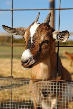 Portrait of goat with horns looking through a wired fence. Foto de stock - Royalty-Free Super Valor e Assinatura, Número: 400-03944202