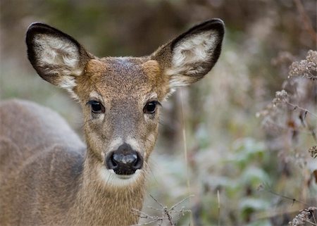 simsearch:400-04369879,k - Head-shot of a whitetail deer button buck. Foto de stock - Super Valor sin royalties y Suscripción, Código: 400-03944304