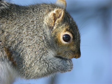 simsearch:400-03936928,k - Grey squirrel perched on a tree limb. Fotografie stock - Microstock e Abbonamento, Codice: 400-03944305