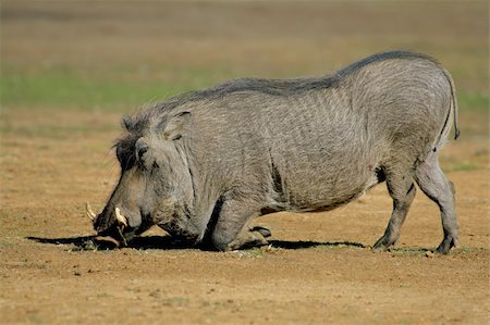 simsearch:400-07210494,k - A big male warthog (Phacochoerus africanus) feeding, South Africa Stock Photo - Budget Royalty-Free & Subscription, Code: 400-03944324