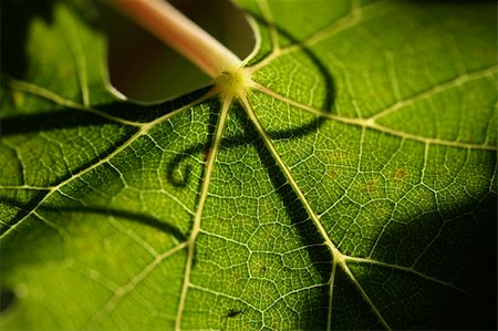 simsearch:632-02690346,k - Beautiful Grape Leaf In the Morning Sun with Curly Vine Silhouette. Stock Photo - Budget Royalty-Free & Subscription, Code: 400-03944384
