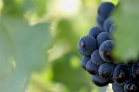 simsearch:695-03381489,k - Grape Vines In the Morning Sun Stock Photo - Budget Royalty-Free & Subscription, Code: 400-03944387