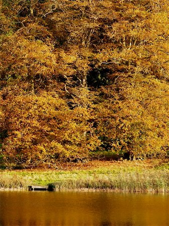 simsearch:400-03979337,k - A fishing jetty stands at the edge of a lake with autumnal trees behind it. Taken at Blickling Hall in Norfolk (UK) Stockbilder - Microstock & Abonnement, Bildnummer: 400-03944414