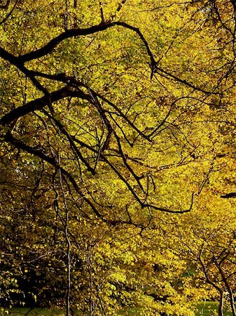 simsearch:400-04436466,k - Bright sunlight shines through autumn leaves silhouetting trunks and branches Stock Photo - Budget Royalty-Free & Subscription, Code: 400-03944415