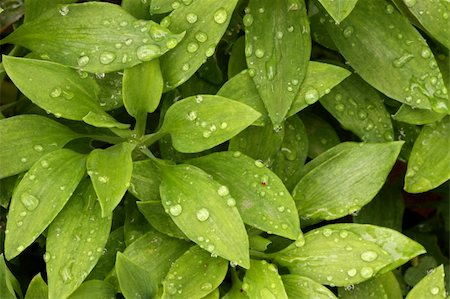 simsearch:633-01274741,k - Plant Leaves with Morning Dew Drops. Photographie de stock - Aubaine LD & Abonnement, Code: 400-03944470