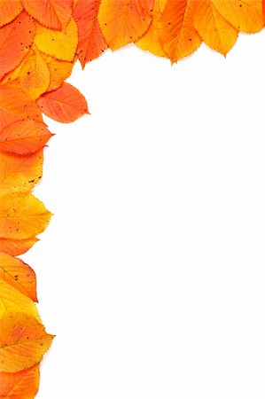 dried leaf ornaments - Colorful autumn corner made from leaves on white background Stock Photo - Budget Royalty-Free & Subscription, Code: 400-03944578