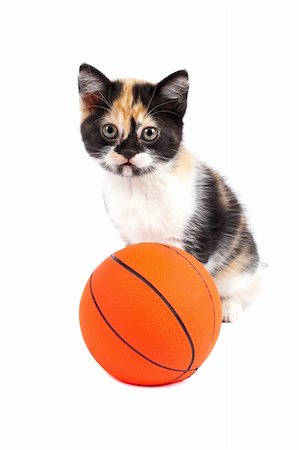 simsearch:700-00934533,k - A sadness kitten and basketball, with soft shadow on a white background Photographie de stock - Aubaine LD & Abonnement, Code: 400-03944648