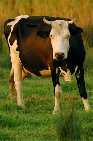 simsearch:400-04400961,k - Image shows a cow with horns looking curiously at the camera Stockbilder - Microstock & Abonnement, Bildnummer: 400-03944972