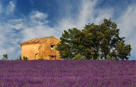 simsearch:862-03711298,k - Image shows an old abandoned barn overlooking a lavender field, in the region of Provence, France Foto de stock - Super Valor sin royalties y Suscripción, Código: 400-03944973