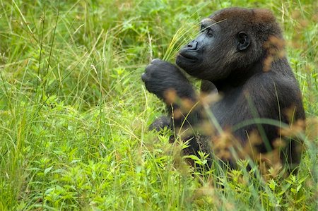 Gorilla sitting in the grass and playing with a couple of strokes. Stockbilder - Microstock & Abonnement, Bildnummer: 400-03945704