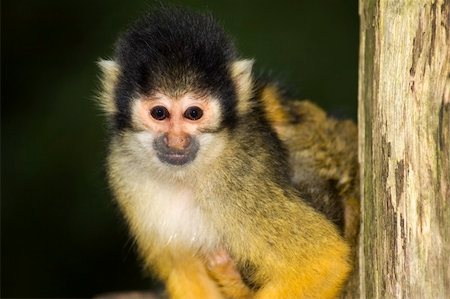 simsearch:400-04021470,k - Little squirrel monkey looking at you. Foto de stock - Super Valor sin royalties y Suscripción, Código: 400-03945705