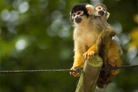 A mom and baby squirrel monkeys sitting and looking. Fotografie stock - Microstock e Abbonamento, Codice: 400-03945702