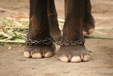 elephant feet - Legs of the elephant prisoner by a circuit Photographie de stock - Aubaine LD & Abonnement, Code: 400-03945717