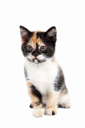 simsearch:6113-06626242,k - A sadness kitten sits on a white background Foto de stock - Super Valor sin royalties y Suscripción, Código: 400-03945769