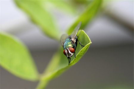 simsearch:859-07961775,k - A macro photograph of a red eyed fly Fotografie stock - Microstock e Abbonamento, Codice: 400-03945845