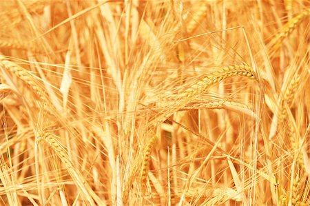 simsearch:400-06760836,k - Fantastic Golden Wheat Details Photographie de stock - Aubaine LD & Abonnement, Code: 400-03945999