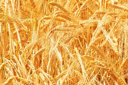 simsearch:400-08977636,k - Wheat close up in sunny day on a field Stock Photo - Budget Royalty-Free & Subscription, Code: 400-03946000