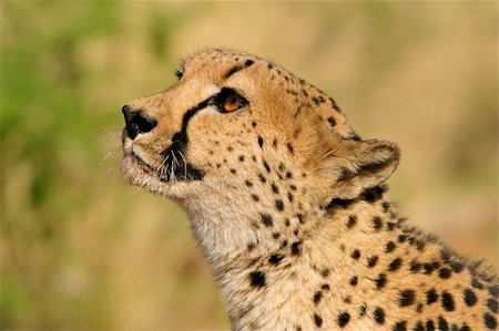 simsearch:614-03784233,k - Portrait of a cheetah (Acinonyx jubatus), South Africa Foto de stock - Super Valor sin royalties y Suscripción, Código: 400-03946031