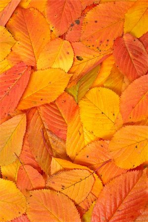 A colorful autumn background made from leaves Stock Photo - Budget Royalty-Free & Subscription, Code: 400-03946126